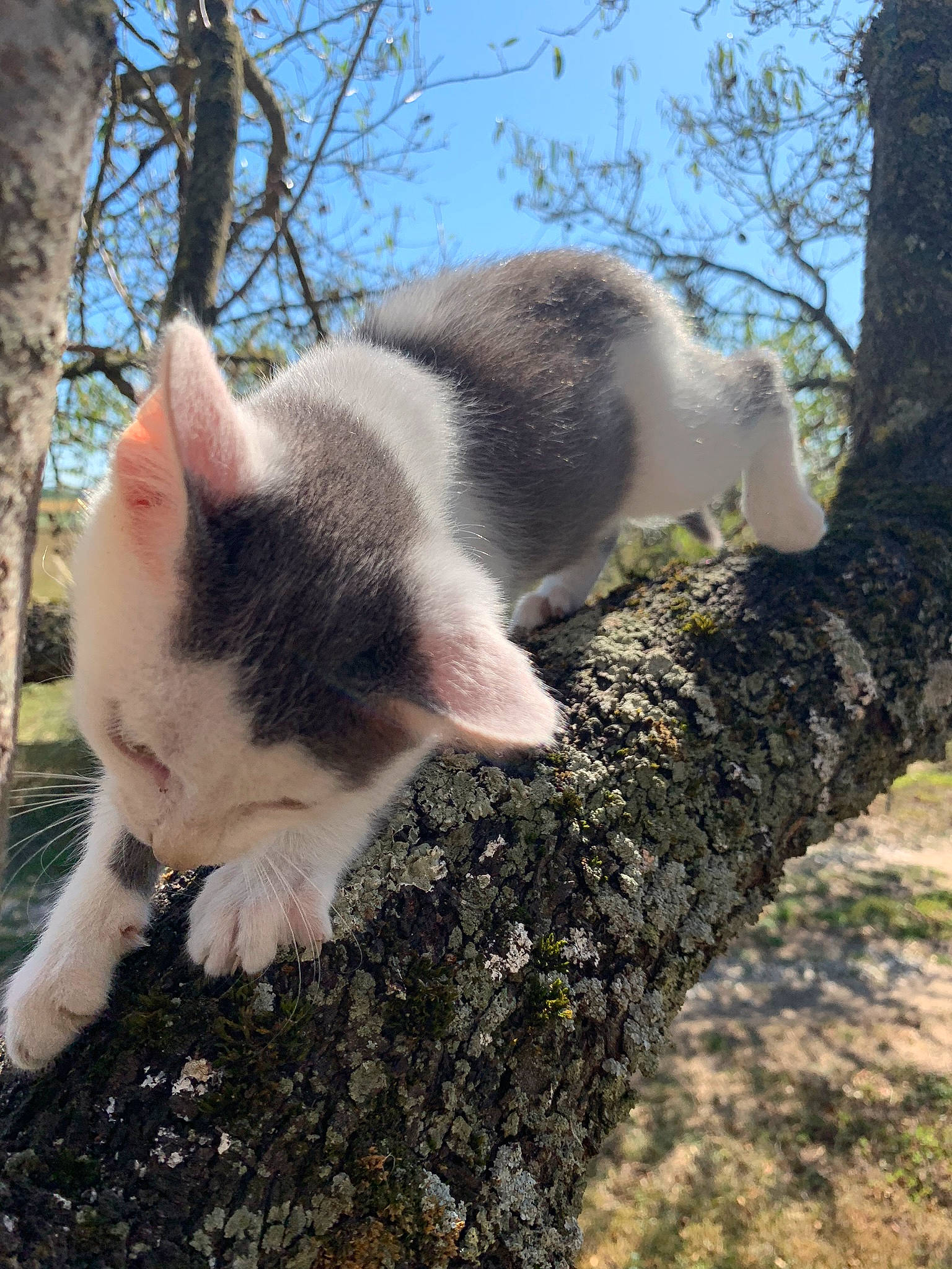 Végéta participe au concours pour gagner de l'argent avec cette photo : aegean_cat, branch, carnivore, cat, domestic_short_haired_cat, fawn, felidae, fur, grass, kitten, plant, sky, small_to_medium_sized_cats, snout, spring, tail, tree, whiskers, wildlife, woody_plant