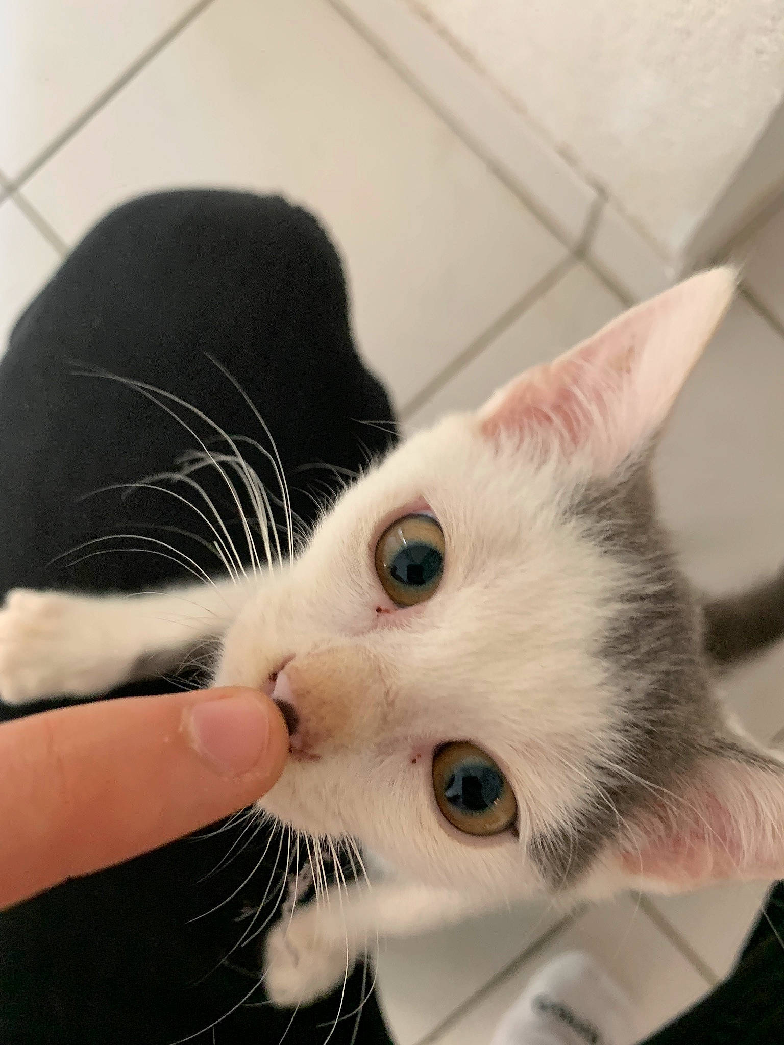 Végéta a rejoint le concours — aidez-le/la à gagner de superbes lots ! aegean_cat, american_shorthair, american_wirehair, asian, carnivore, cat, domestic_short_haired_cat, ear, european_shorthair, eye, felidae, fur, head, khao_manee, kitten, nose, small_to_medium_sized_cats, snout, whiskers