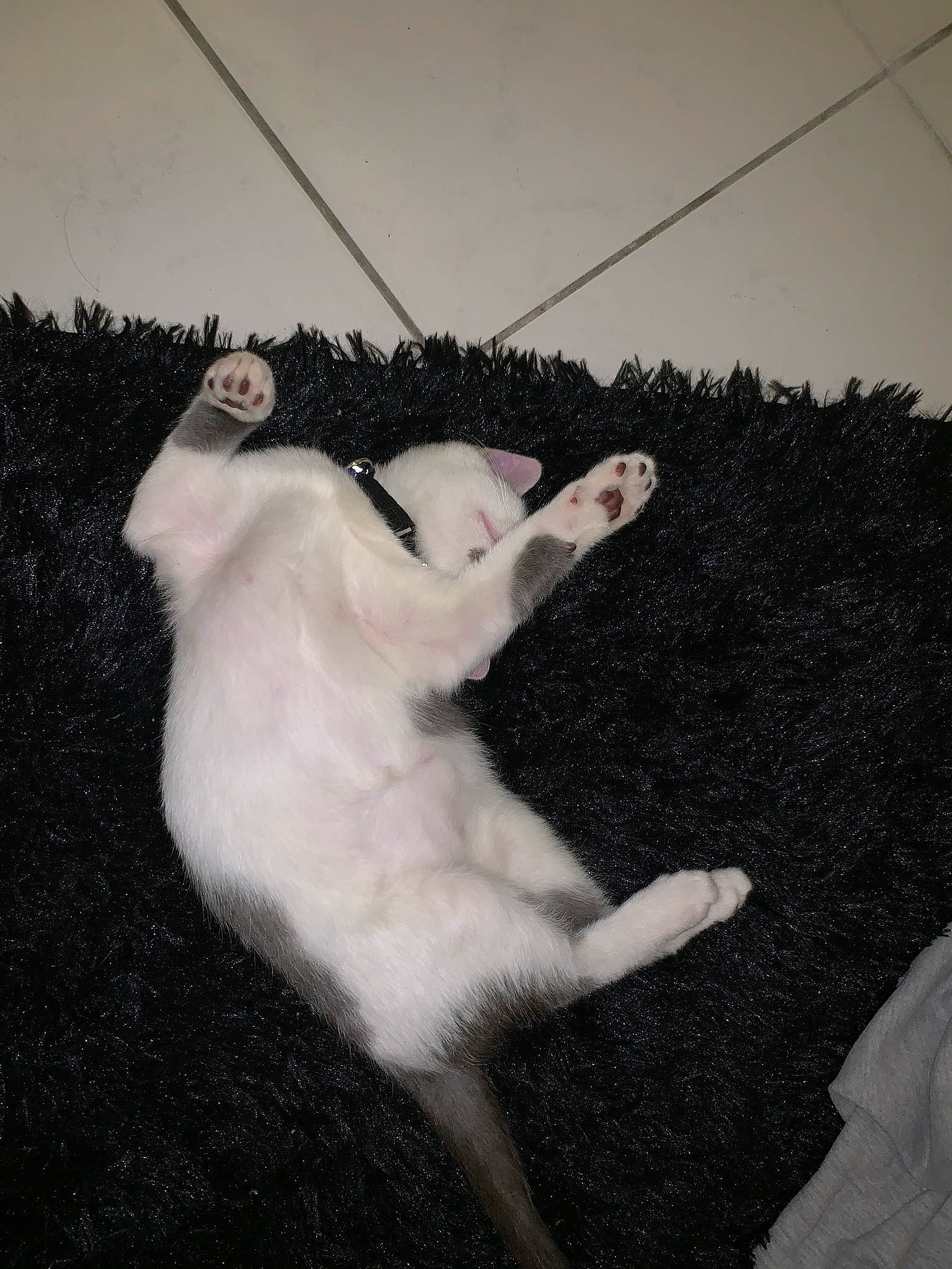 Végéta a rejoint le concours — aidez-le/la à gagner de superbes lots ! canidae, carnivore, cat, dog_breed, fawn, felidae, fur, leg, non_sporting_group, small_to_medium_sized_cats, tail, white