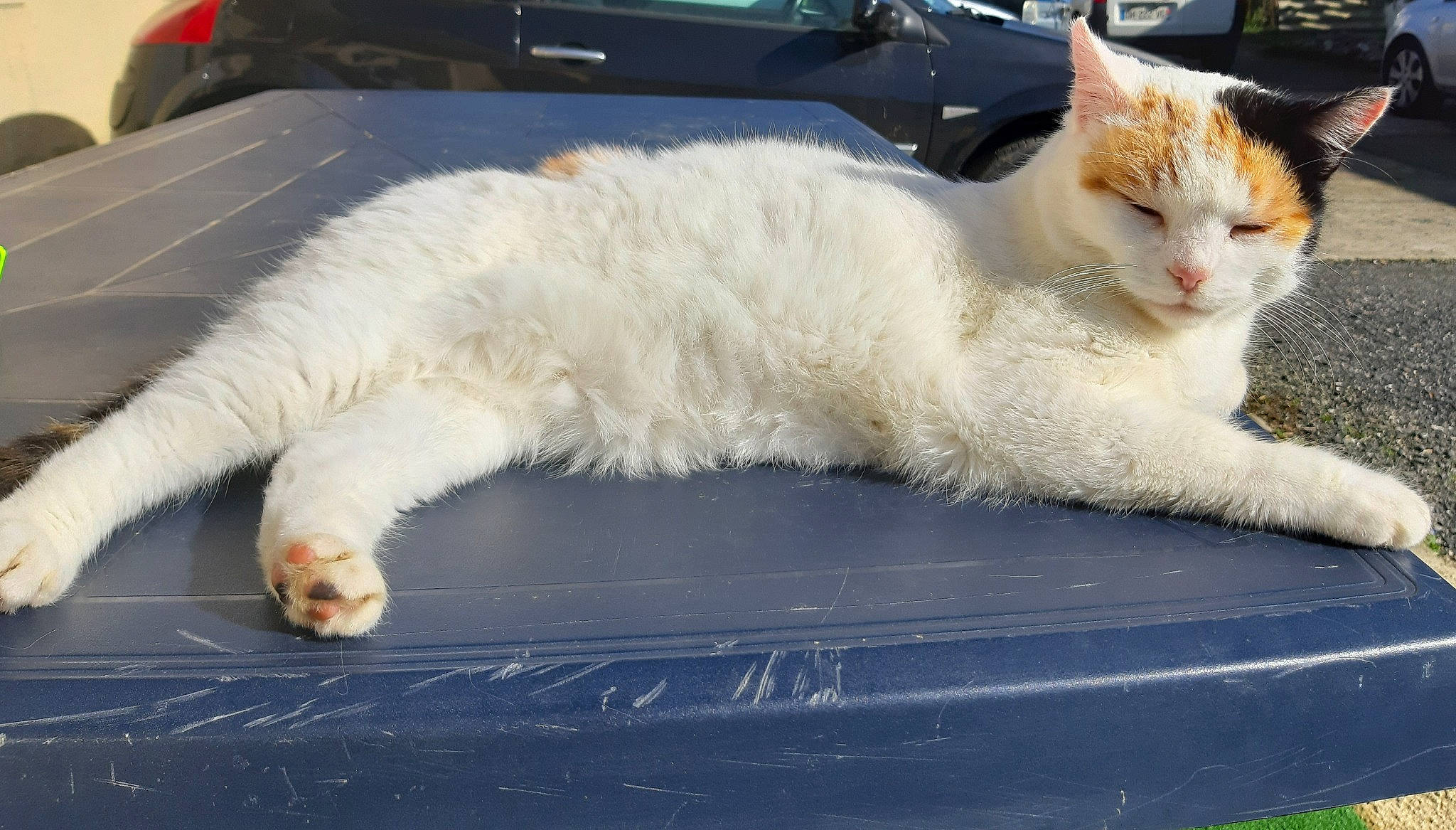 Isy a rejoint le concours — aidez-le/la à gagner de superbes lots ! carnivore, cat, claw, comfort, computer_keyboard, domestic_short_haired_cat, fawn, felidae, foot, fur, input_device, paw, plant, sitting, small_to_medium_sized_cats, snout, tail, whiskers, window, windshield