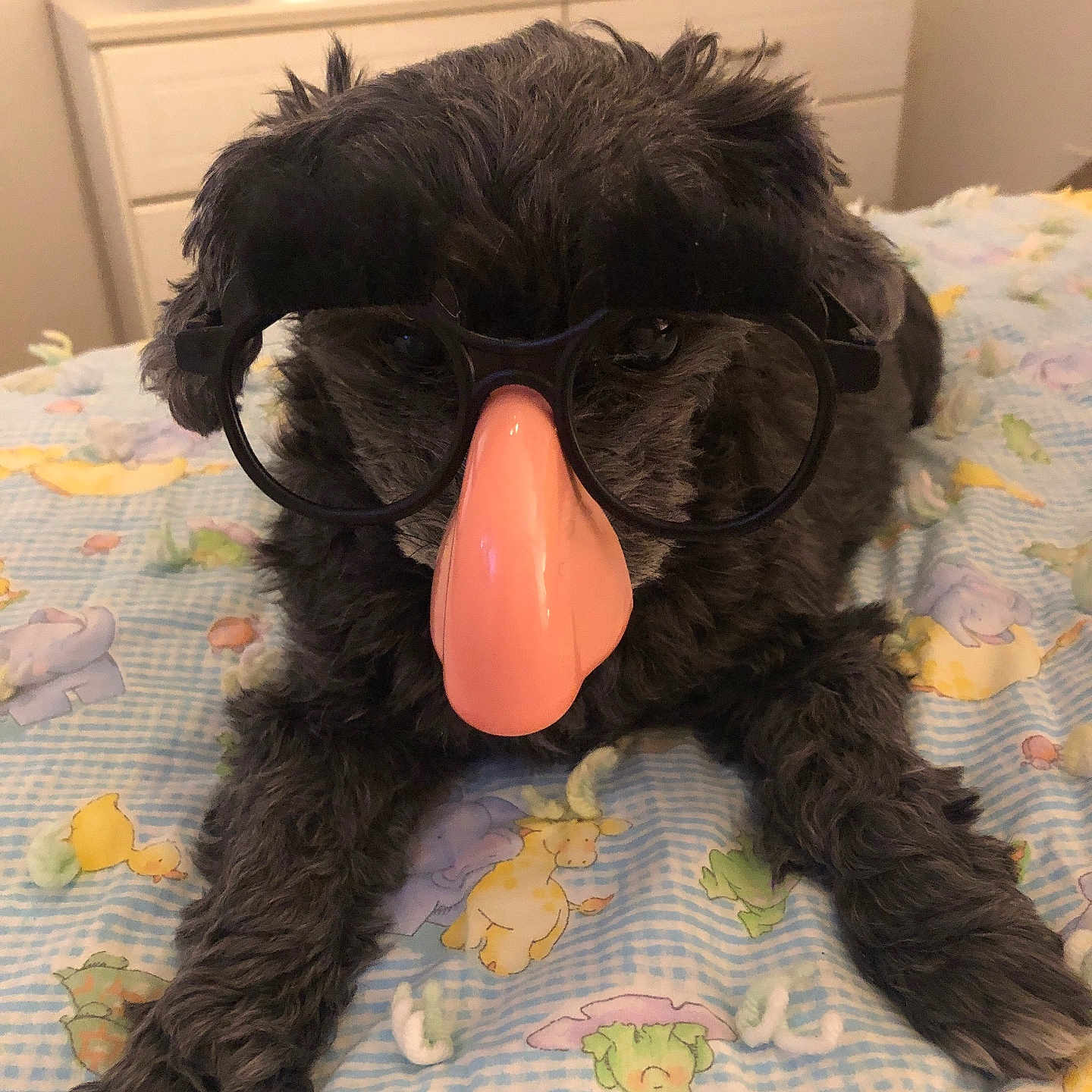 Pepper joined the competition — help win amazing prizes! accessories, animal, bed, bedroom, canine, cushion, dog, face, furniture, glasses, head, homedecor, indoors, person, pet, photography, portrait, puppy, room, sunglasses