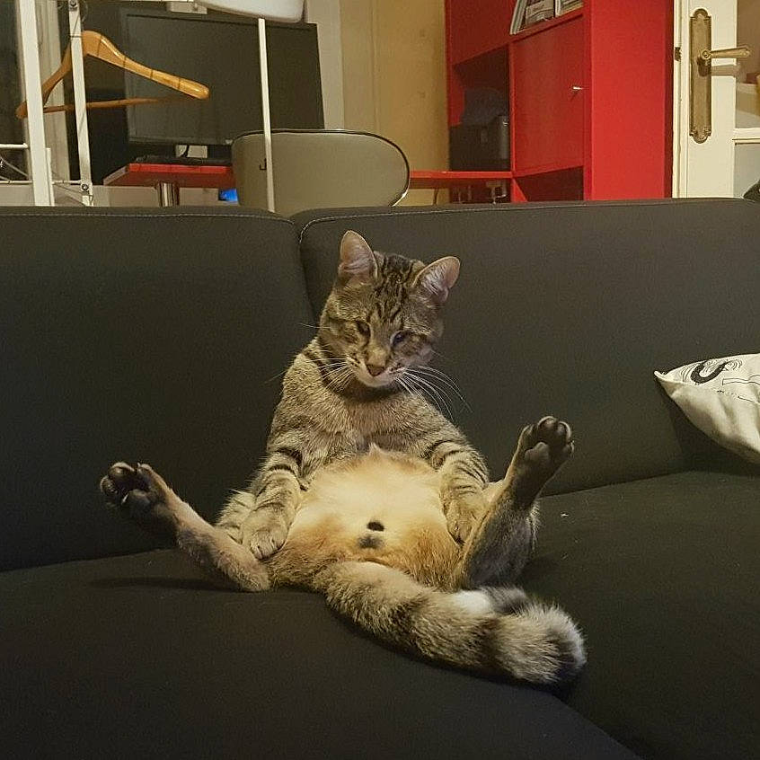 Gilbert a rejoint le concours — aidez-le/la à gagner de superbes lots ! american_shorthair, asian, carnivore, cat, domestic_short_haired_cat, dragon_li, ear, egyptian_mau, european_shorthair, felidae, fur, kitten, ocicat, paw, pixie_bob, polydactyl_cat, small_to_medium_sized_cats, tabby_cat, tail, whiskers