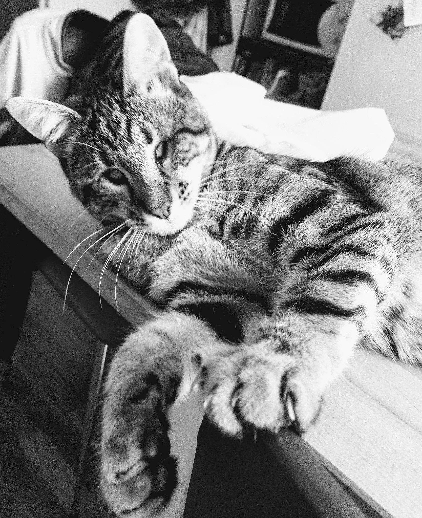 Gilbert a rejoint le concours — aidez-le/la à gagner de superbes lots ! american_shorthair, asian, black_and_white, carnivore, cat, domestic_short_haired_cat, dragon_li, ear, european_shorthair, felidae, fur, kitten, monochrome, nap, photography, pixie_bob, small_to_medium_sized_cats, snout, tabby_cat, whiskers