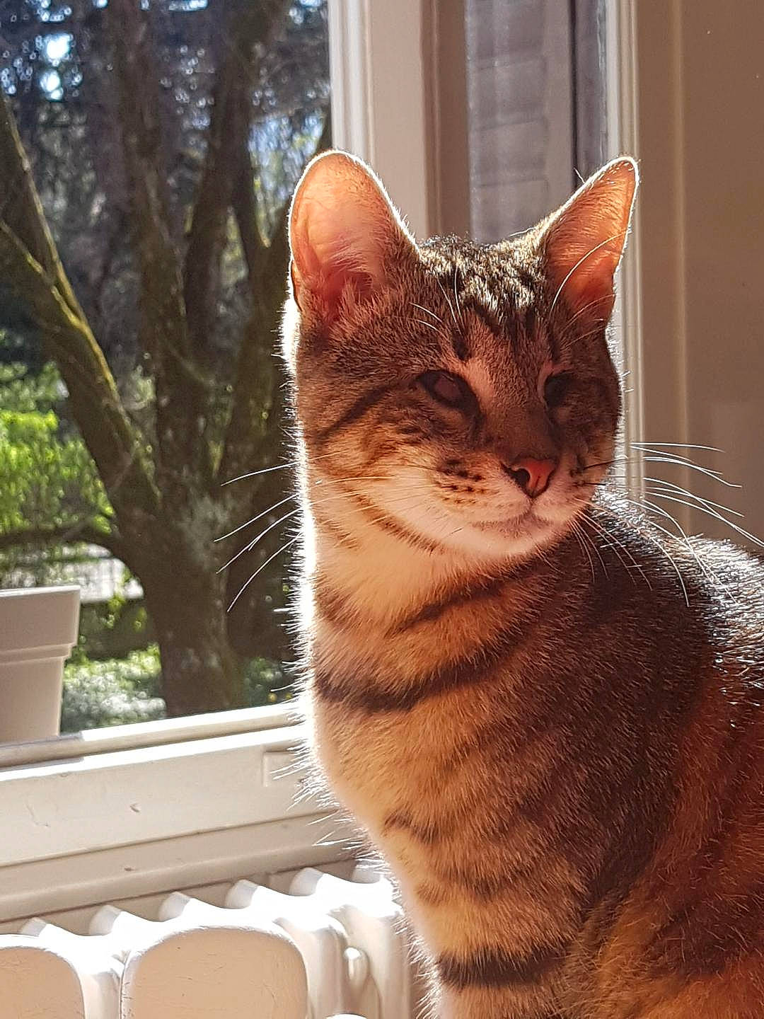 Gilbert a rejoint le concours — aidez-le/la à gagner de superbes lots ! aegean_cat, asian, bengal, carnivore, cat, chausie, domestic_short_haired_cat, dragon_li, egyptian_mau, european_shorthair, felidae, mammal, ocicat, small_to_medium_sized_cats, snout, sokoke, tabby_cat, vertebrate, whiskers, window