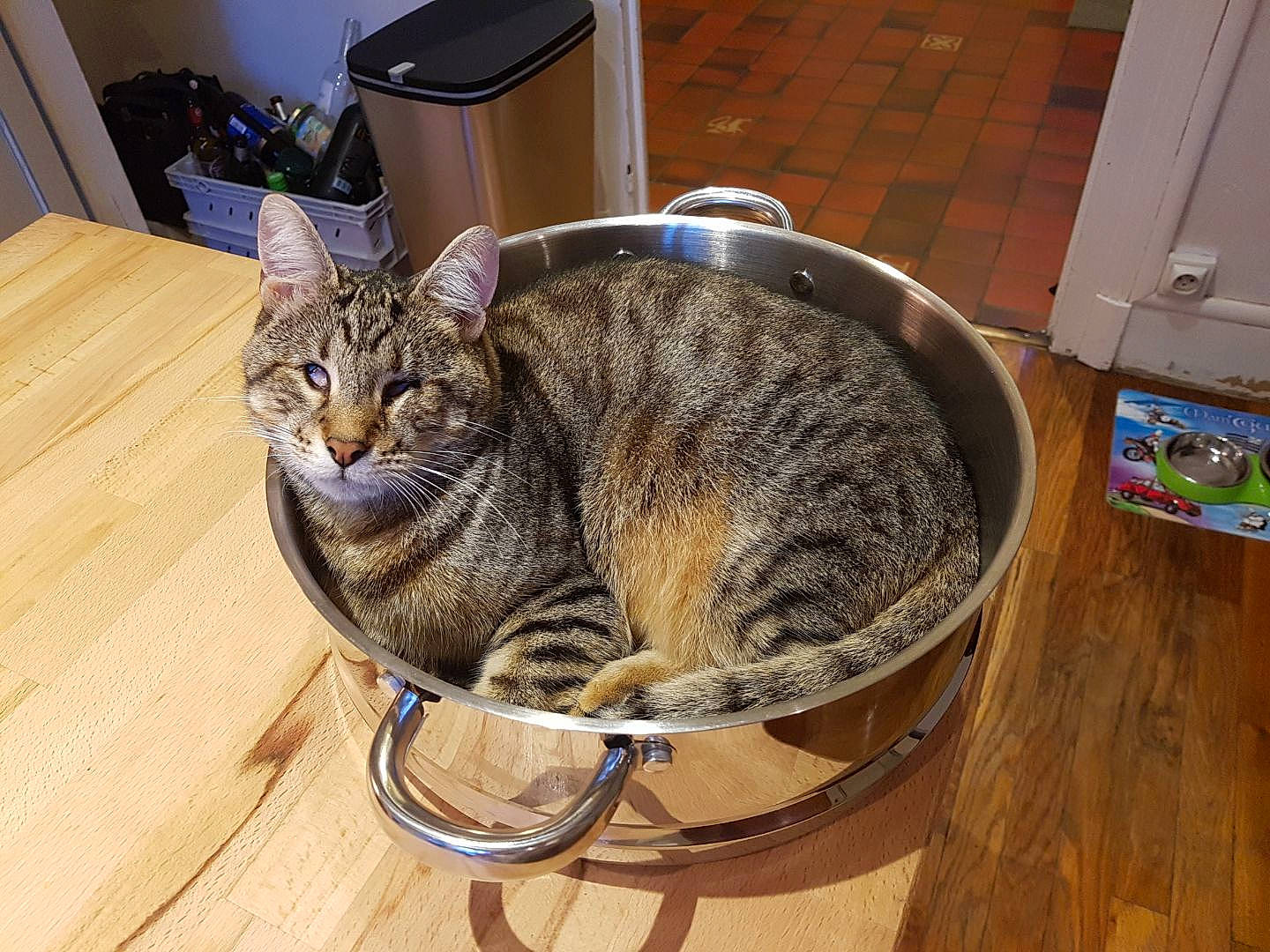 Gilbert a rejoint le concours — aidez-le/la à gagner de superbes lots ! american_shorthair, asian, australian_mist, california_spangled, carnivore, cat, domestic_short_haired_cat, dragon_li, european_shorthair, felidae, mammal, ocicat, pixie_bob, small_to_medium_sized_cats, tabby_cat, toyger, whiskers