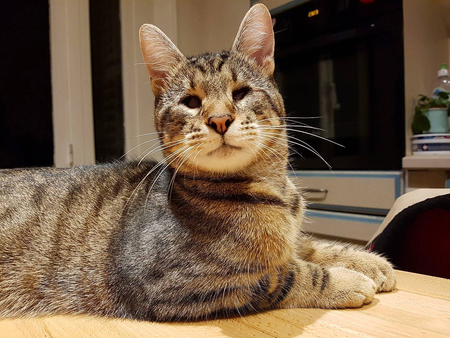 Gilbert participe au concours pour gagner de l'argent avec cette photo : aegean_cat, american_shorthair, american_wirehair, asian, australian_mist, carnivore, cat, domestic_short_haired_cat, dragon_li, egyptian_mau, european_shorthair, felidae, fur, mammal, ocicat, paw, small_to_medium_sized_cats, snout, tabby_cat, whiskers