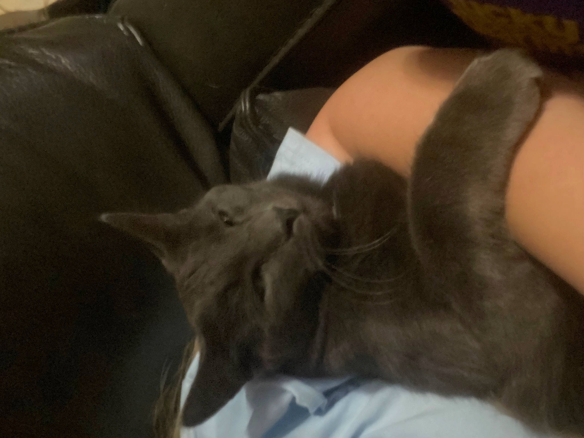 Apollo is registered to the contest to win money with this photo: black_cat, carnivore, cat, claw, comfort, couch, domestic_short_haired_cat, ear, felidae, fur, gesture, human_leg, mammal, nail, nap, small_to_medium_sized_cats, snout, tail, thigh, whiskers