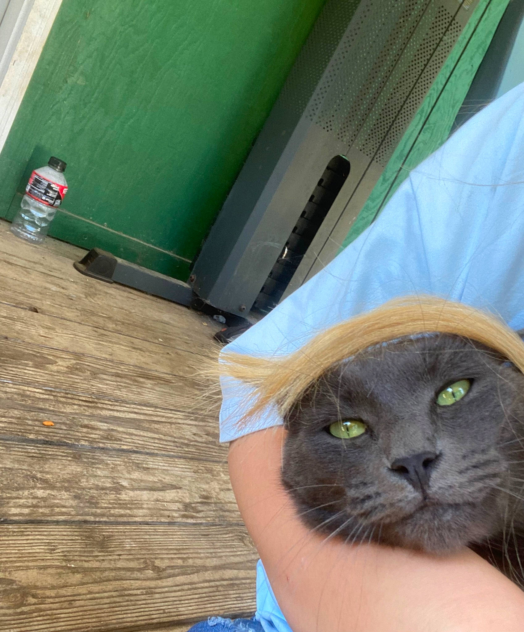 Apollo joined the competition — help win amazing prizes! black_cat, blue, carnivore, cat, domestic_short_haired_cat, fawn, felidae, flooring, fur, grass, green, hardwood, hat, sitting, small_to_medium_sized_cats, snout, tints_and_shades, vehicle_door, whiskers, wood