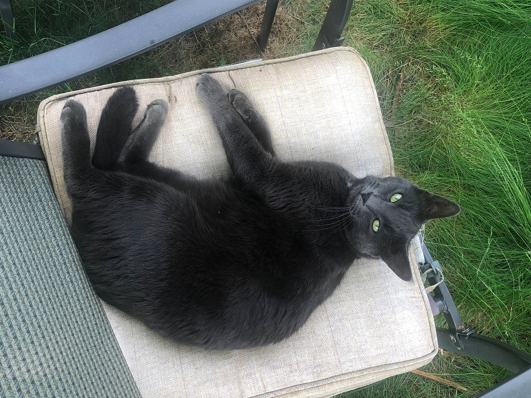 Apollo is registered to the contest to win money with this photo: black_cat, bombay, carnivore, cat, claw, comfort, dog_breed, domestic_short_haired_cat, felidae, fur, grass, grey, mammal, paw, plant, small_to_medium_sized_cats, snout, tail, terrestrial_animal, whiskers