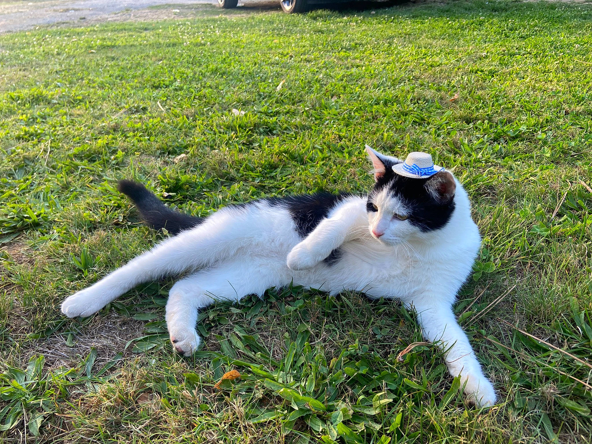 Loki is registered to the contest to win money with this photo: carnivore, cat, companion_dog, dog_breed, domestic_short_haired_cat, eye, fawn, felidae, fur, grass, groundcover, lawn, paw, plant, shadow, small_to_medium_sized_cats, tail, terrestrial_animal, wheel, whiskers