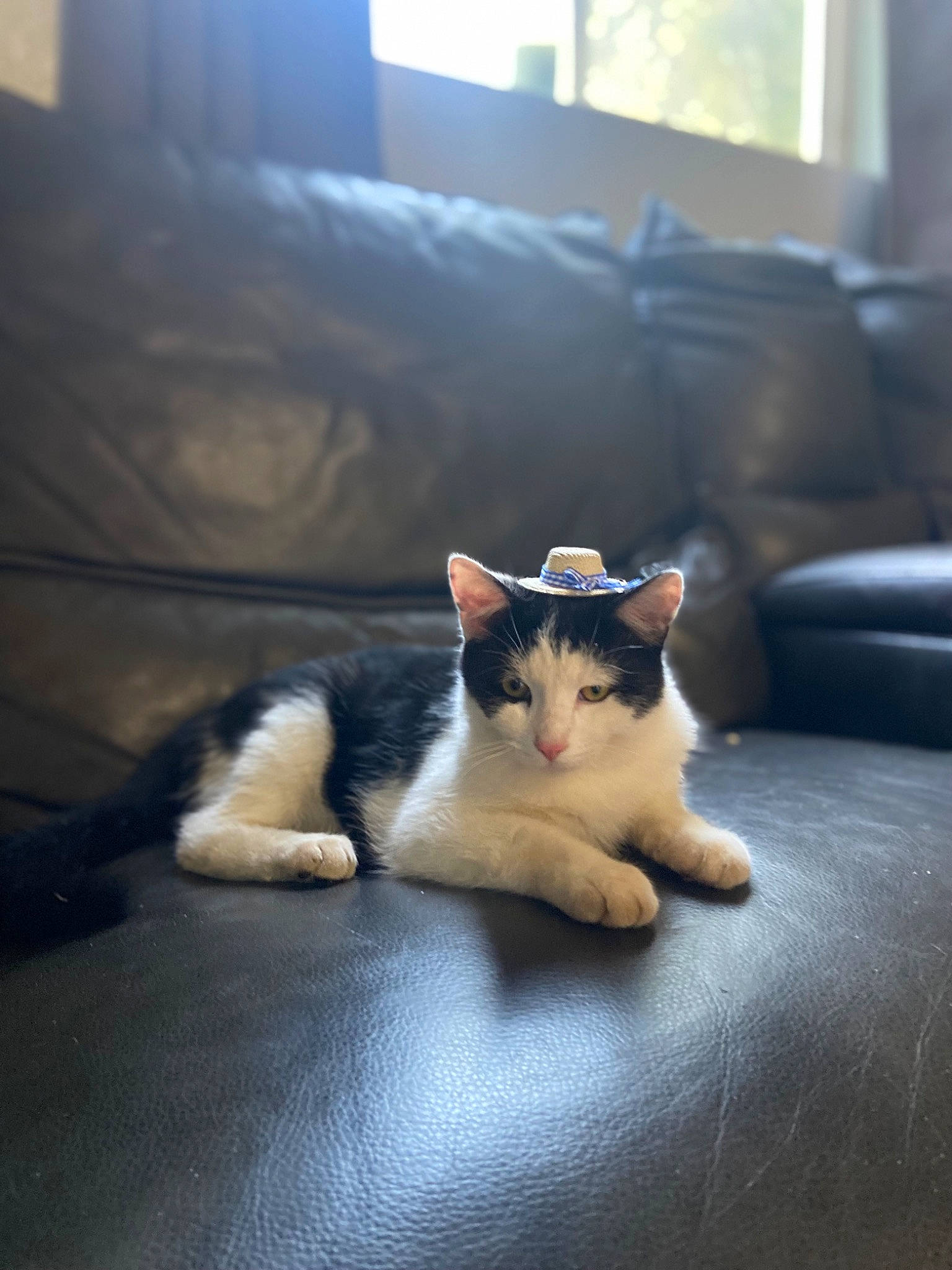 Loki joined the competition — help win amazing prizes! carnivore, cat, comfort, couch, domestic_short_haired_cat, felidae, floor, flooring, grey, hardwood, human_leg, living_room, paw, room, small_to_medium_sized_cats, snout, tail, whiskers, window, wood