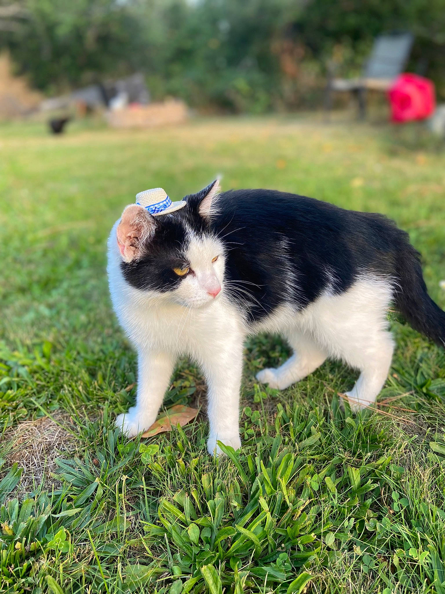 Loki is registered to the contest to win money with this photo: carnivore, cat, dog_breed, domestic_short_haired_cat, eye, felidae, fur, grass, grassland, hair, happy, human_body, lawn, plant, small_to_medium_sized_cats, snout, tail, terrestrial_animal, tree, whiskers