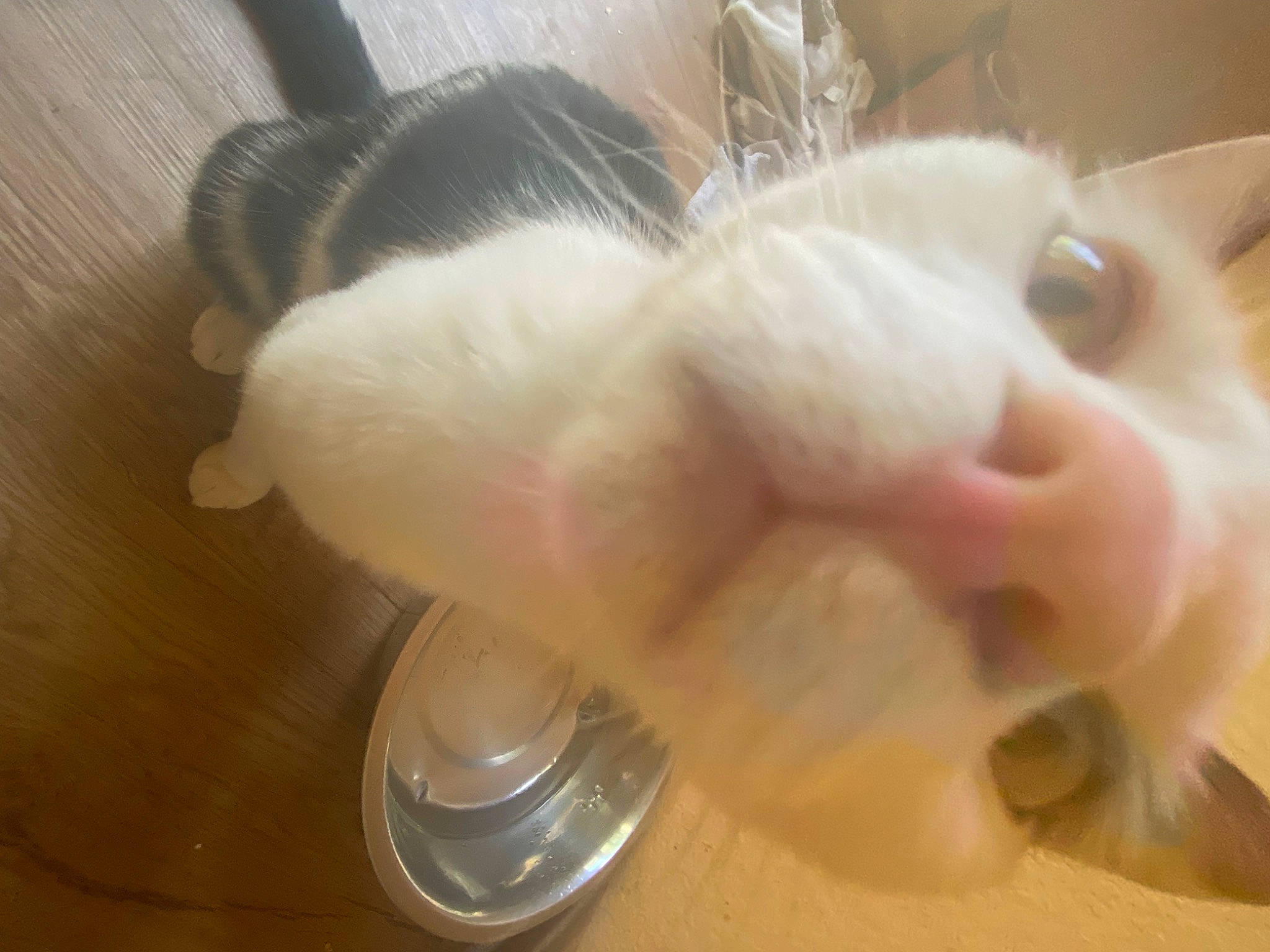 Iris is registered to the contest to win money with this photo: carnivore, cat, claw, domestic_short_haired_cat, ear, felidae, flooring, fur, hardwood, paw, small_to_medium_sized_cats, snout, tail, whiskers, wood