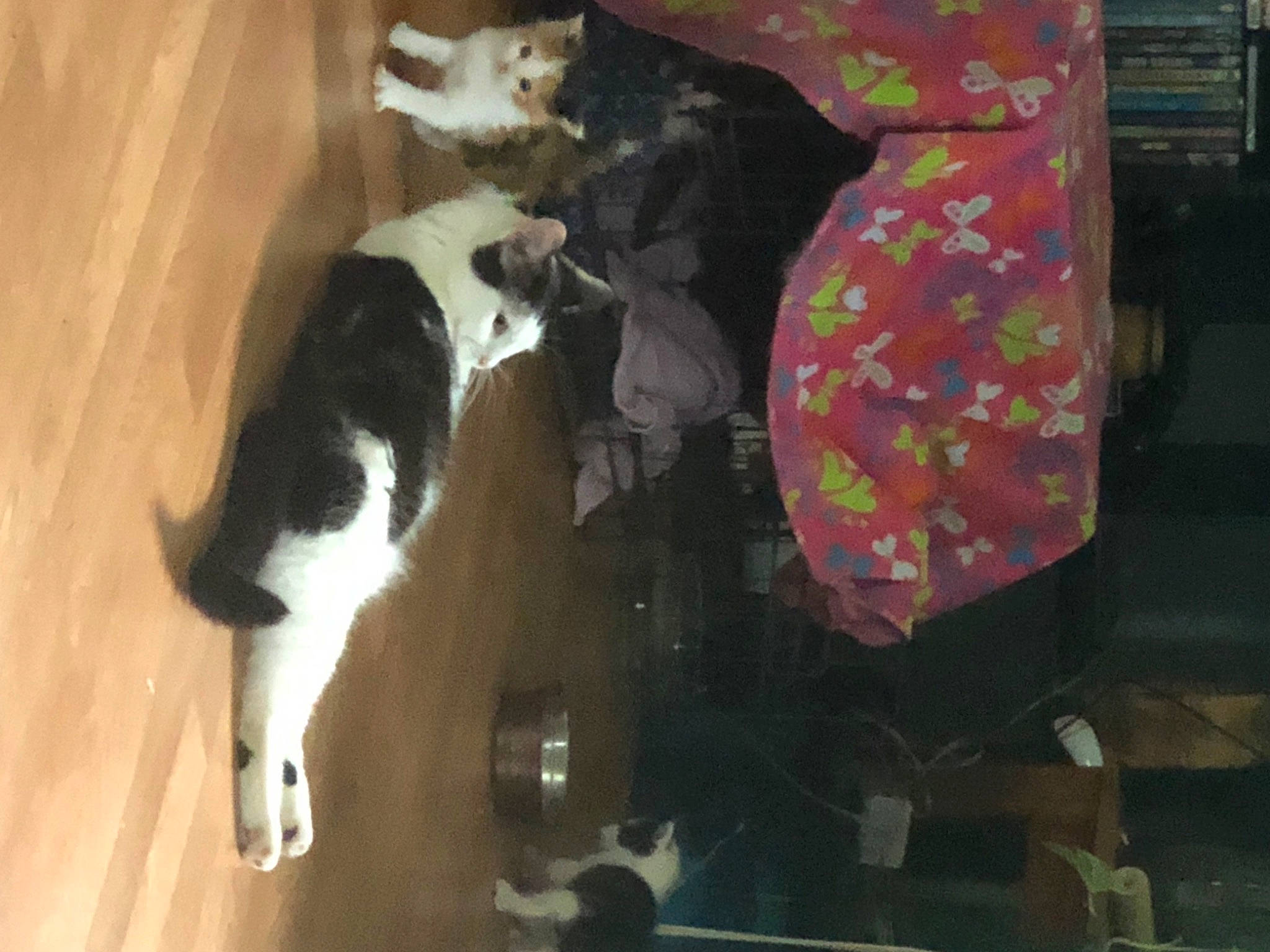 Iris joined the competition — help win amazing prizes! canidae, carnivore, cat, comfort, companion_dog, dog_breed, domestic_short_haired_cat, felidae, flooring, fur, hardwood, room, small_to_medium_sized_cats, tail, whiskers, wood