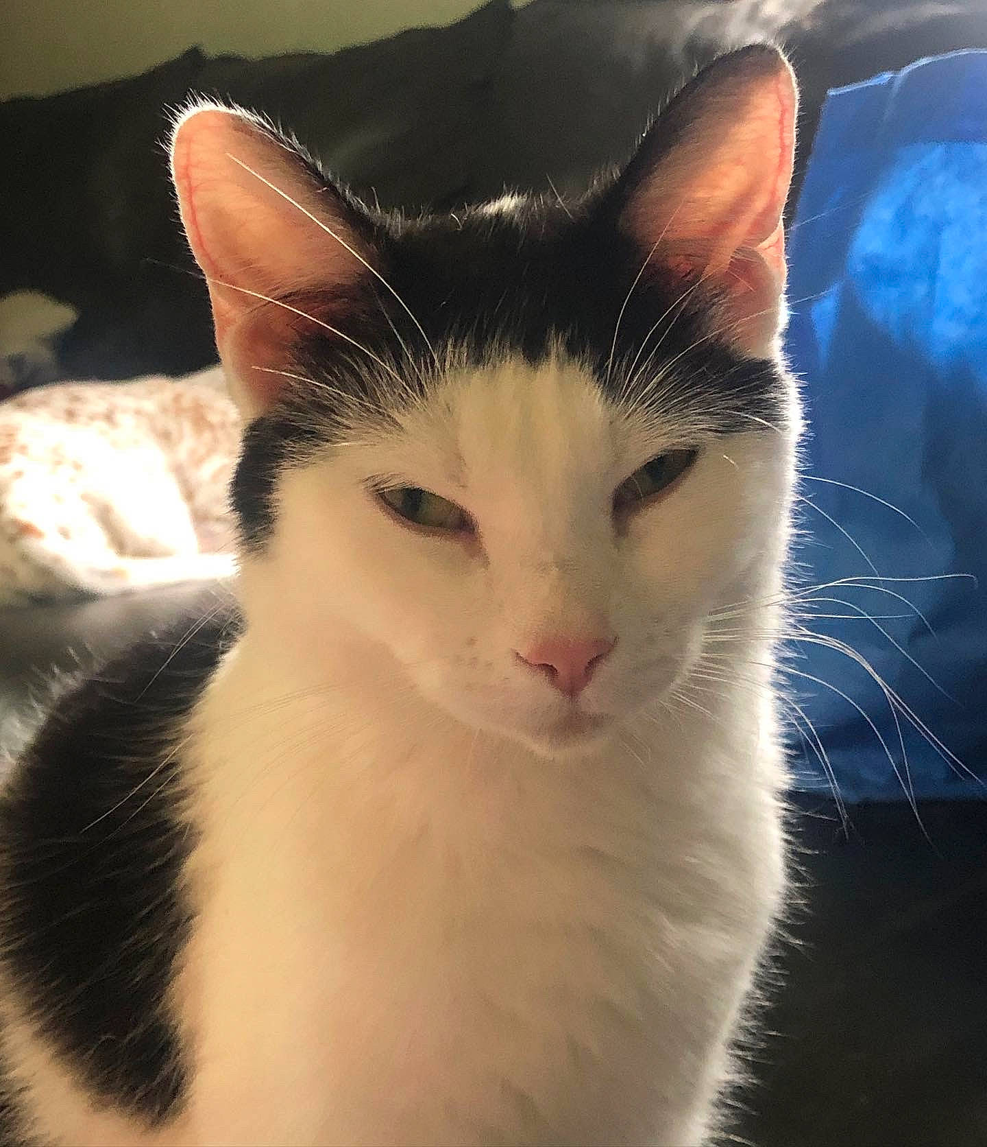 Iris is registered to the contest to win money with this photo: carnivore, cat, domestic_short_haired_cat, felidae, fur, small_to_medium_sized_cats, snout, tail, terrestrial_animal, tree, whiskers