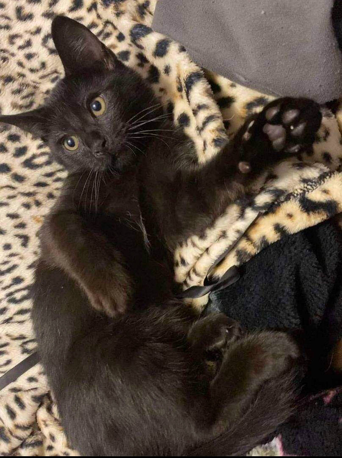 Obsidian joined the competition — help win amazing prizes! black_cat, bombay, carnivore, cat, claw, comfort, domestic_short_haired_cat, felidae, fur, grey, monochrome_photography, pattern, paw, small_to_medium_sized_cats, snout, tail, terrestrial_animal, whiskers