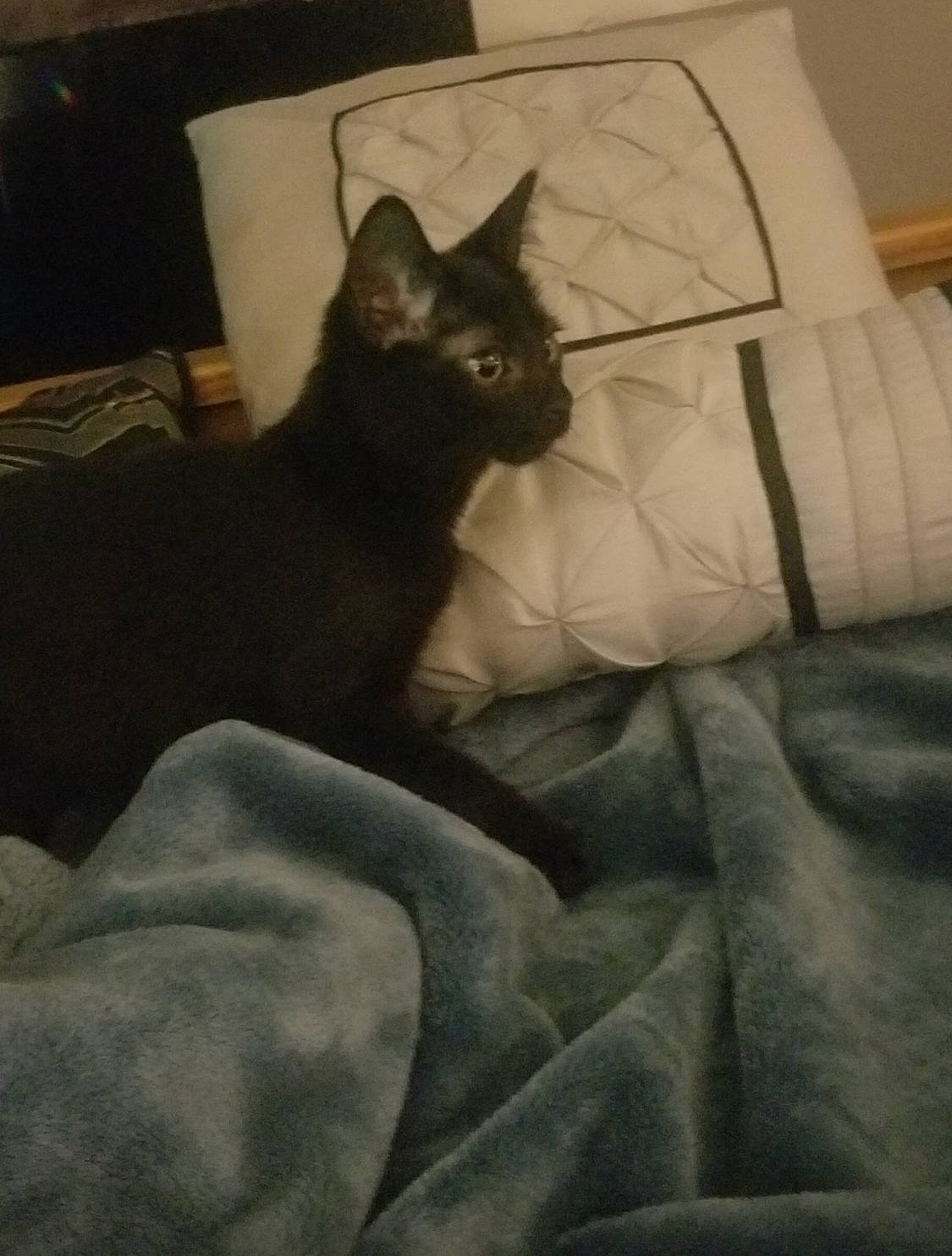 Obsidian joined the competition — help win amazing prizes! bed, bedding, black_cat, bombay, carnivore, cat, chair, comfort, domestic_short_haired_cat, fawn, felidae, fur, grey, linens, room, sitting, small_to_medium_sized_cats, snout, tail, whiskers