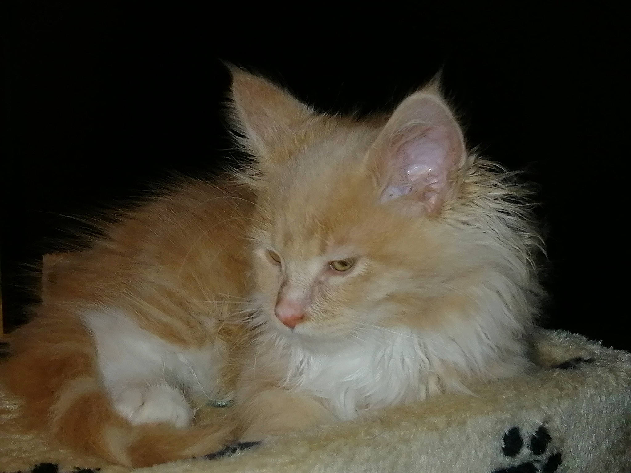 Rmione participe au concours pour gagner de l'argent avec cette photo : asian_semi_longhair, carnivore, cat, cymric, domestic_long_haired_cat, fawn, felidae, fur, kitten, laperm, maine_coon, mammal, napoleon_cat, norwegian_forest_cat, oriental_longhair, ragamuffin, small_to_medium_sized_cats, turkish_angora, vertebrate, whiskers