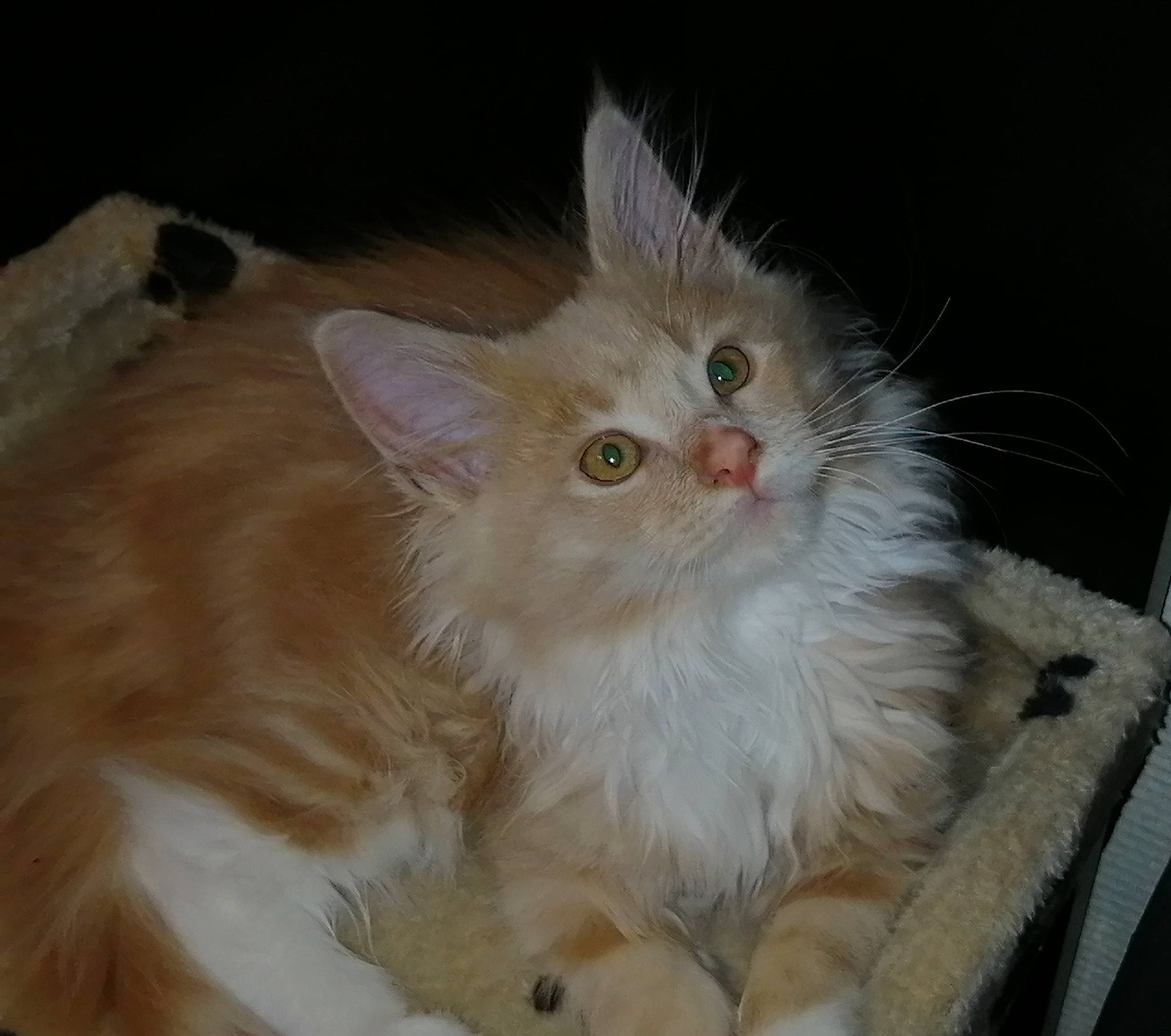 Rmione participe au concours pour gagner de l'argent avec cette photo : asian_semi_longhair, british_semi_longhair, carnivore, cat, domestic_long_haired_cat, fawn, felidae, fur, kitten, laperm, maine_coon, mammal, napoleon_cat, norwegian_forest_cat, ragamuffin, ragdoll, siberian, small_to_medium_sized_cats, vertebrate, whiskers