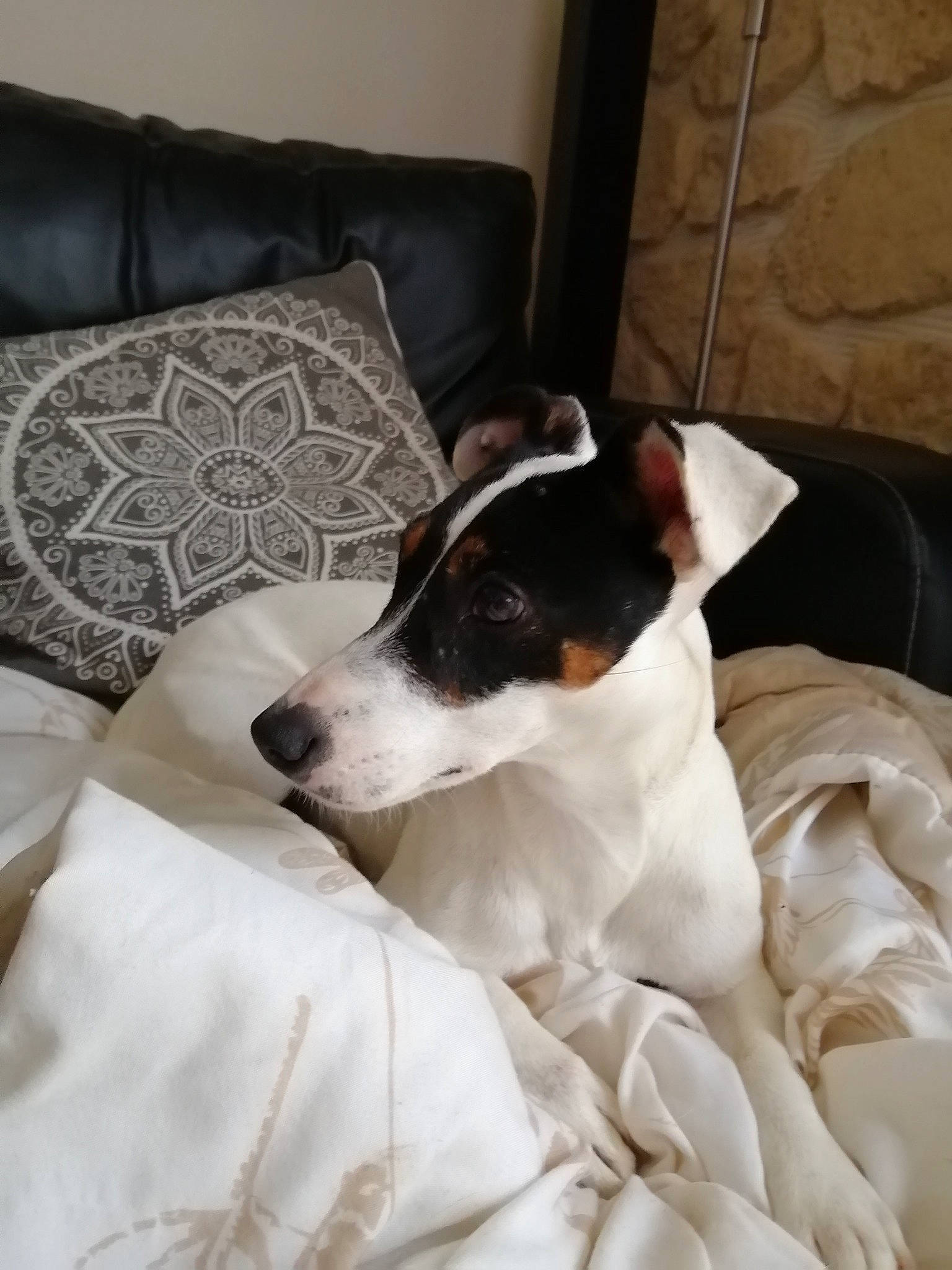 Octane a rejoint le concours — aidez-le/la à gagner de superbes lots ! brazilian_terrier, canidae, carnivore, chilean_fox_terrier, companion_dog, danish_swedish_farmdog, dog, dog_breed, fox_terrier, jack_russell_terrier, japanese_terrier, mammal, puppy, rat_terrier, ratonero_bodeguero_andaluz, russell_terrier, smooth_fox_terrier, teddy_roosevelt_terrier