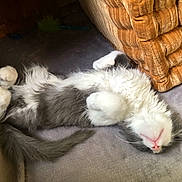 Merlin is registered to the contest to win money with this photo: cat, fluffy, gray, white, lying_down, relaxed, indoor, furniture, couch, upside_down, pet, sleeping, paw, tail, cozy, home, animal, cute, resting, nap