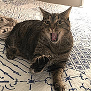 Mac joined the competition — help win amazing prizes! cat, tabby, paw, claws, bed, bedspread, pattern, indoor, pet, animal, feline, whiskers, fur, stretching, yawning, playful, closeup, domestic_cat, resting, claw