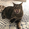 cat, tabby, paw, claws, bed, bedspread, pattern, indoor, pet, animal, feline, whiskers, fur, stretching, yawning, playful, closeup, domestic_cat, resting, claw
