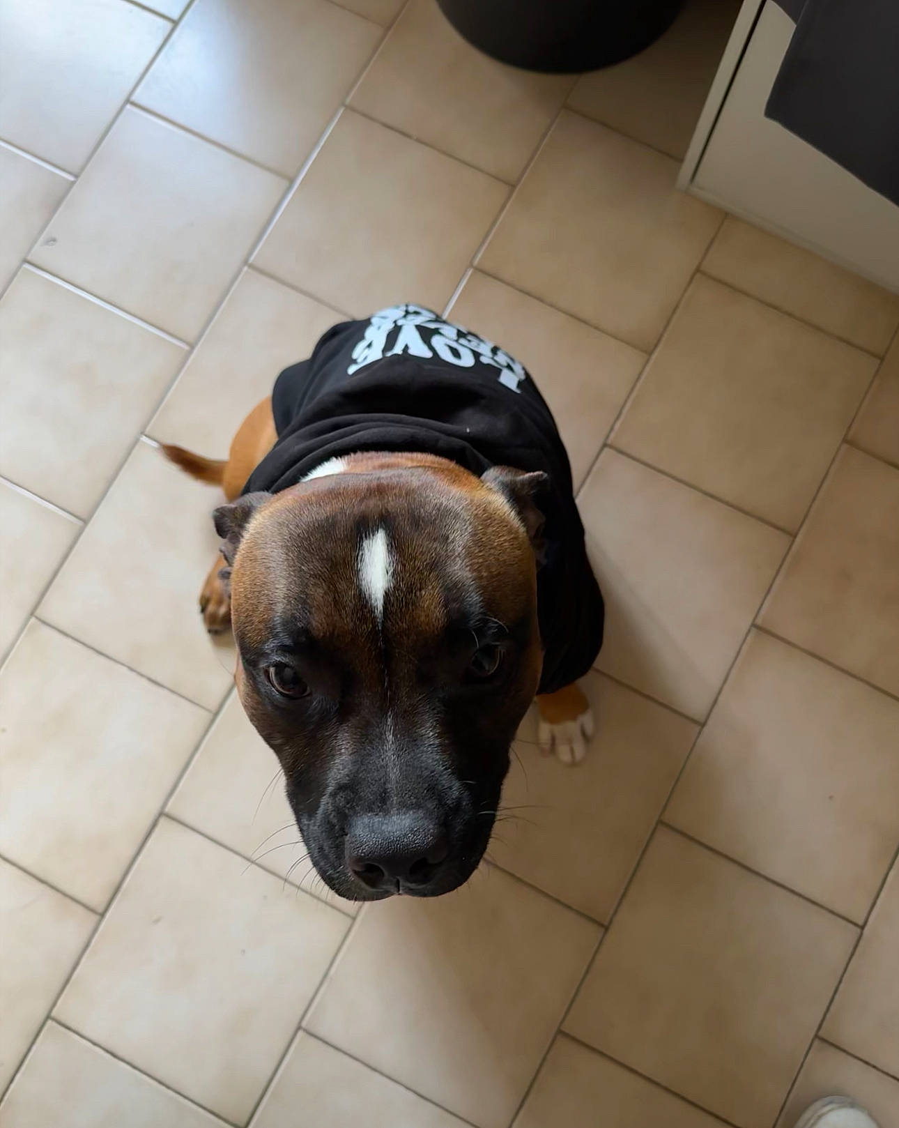 Usco participe au concours pour gagner de l'argent avec cette photo : canidae, carnivore, companion_dog, dog, dog_breed, fawn, floor, flooring, fur, hardwood, hat, liver, non_sporting_group, pet_supply, snout, sporting_group, terrestrial_animal, tile, tile_flooring, working_animal