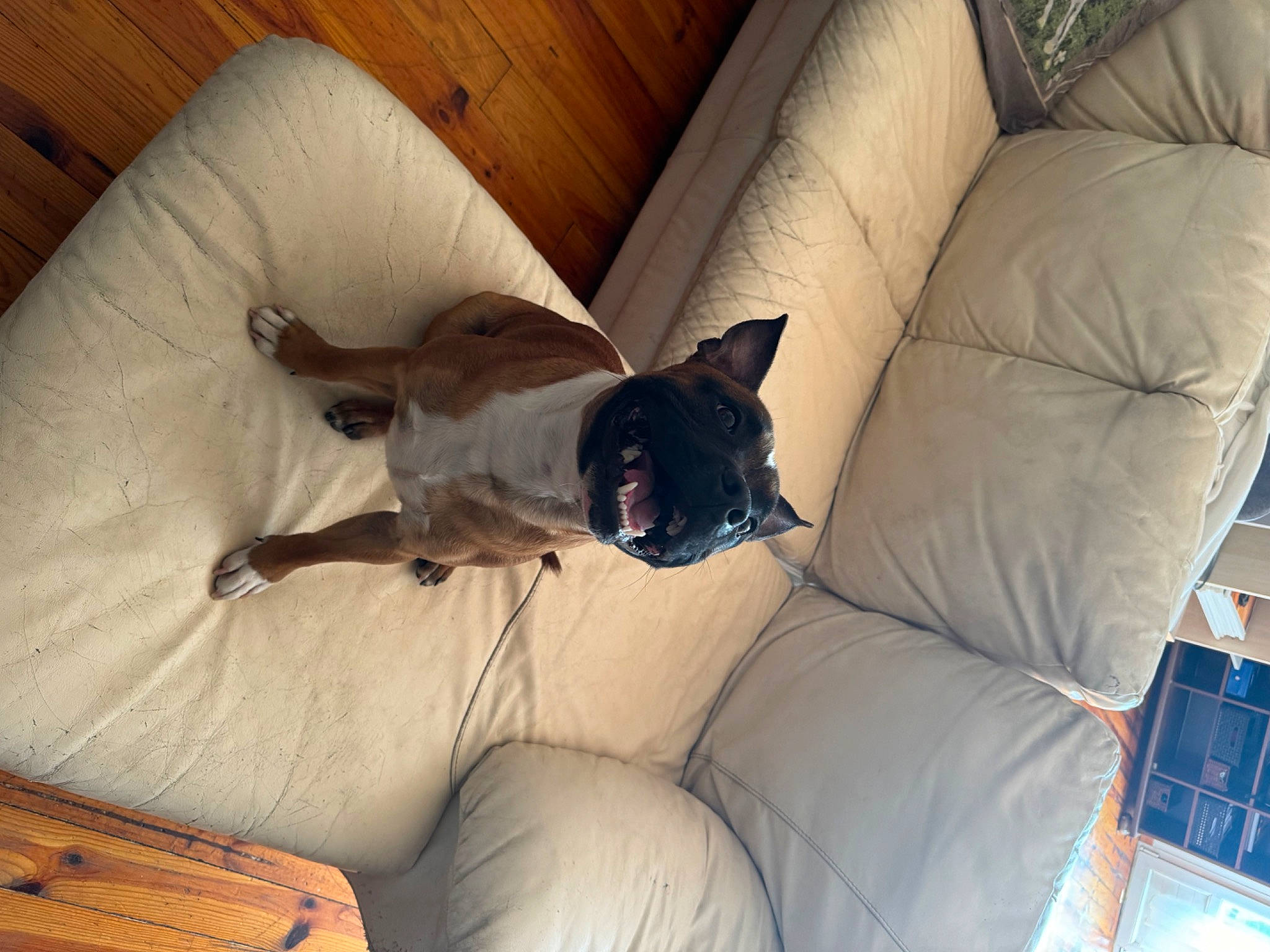 Usco participe au concours pour gagner de l'argent avec cette photo : carnivore, comfort, companion_dog, couch, dog, dog_breed, dog_supply, fawn, felidae, flooring, furniture, hardwood, living_room, room, small_to_medium_sized_cats, sporting_group, toy_dog, whiskers, wood, working_animal