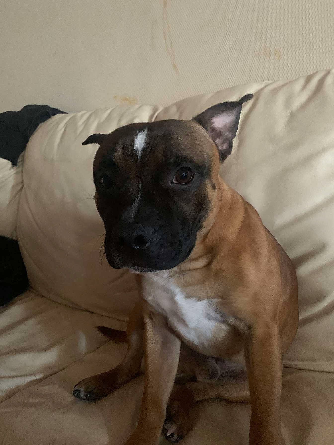 Usco a rejoint le concours — aidez-le/la à gagner de superbes lots ! ancient_dog_breeds, bored, carnivore, collar, comfort, companion_dog, dog, dog_breed, dog_collar, fawn, non_sporting_group, pug, snout, toy_dog, whiskers, working_animal, wrinkle