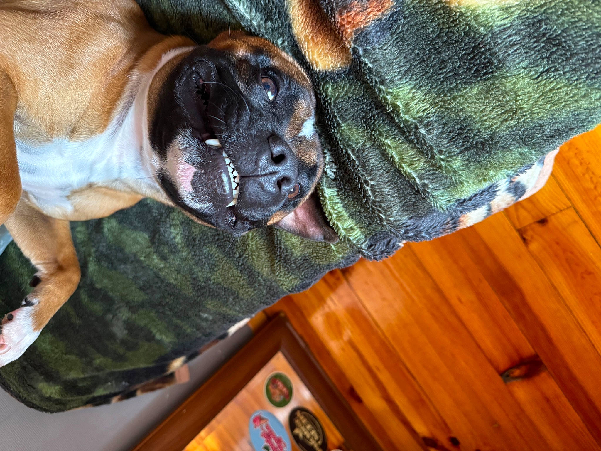 Usco participe au concours pour gagner de l'argent avec cette photo : boxer, canidae, carnivore, comfort, companion_dog, dog, dog_breed, fawn, flooring, hardwood, liver, plank, sporting_group, toy_dog, varnish, whiskers, wood, wood_stain, working_animal, wrinkle