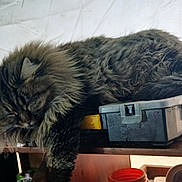 Cut is registered to the contest to win money with this photo: cat, fluffy, sleeping, toolbox, wooden_shelf, indoor, resting, feline, fur, pet, relaxing, brown, striped, cozy, household, domestic, animal, quiet, daylight, closeup