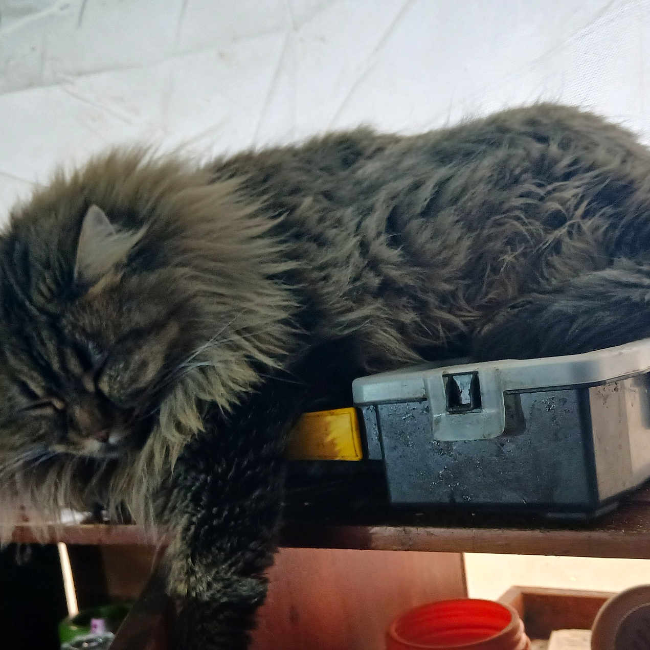 Cut is registered to the contest to win money with this photo: animal, brown, cat, closeup, cozy, daylight, domestic, feline, fluffy, fur, household, indoor, pet, quiet, relaxing, resting, sleeping, striped, toolbox, wooden_shelf