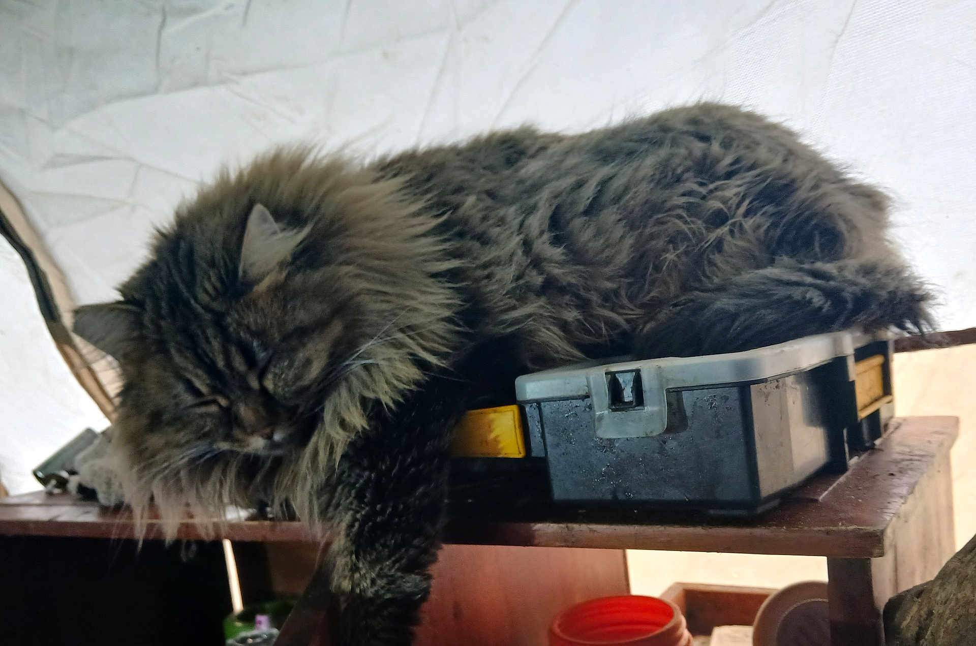 Cut is registered to the contest to win money with this photo: cat, fluffy, sleeping, toolbox, wooden_shelf, indoor, resting, feline, fur, pet, relaxing, brown, striped, cozy, household, domestic, animal, quiet, daylight, closeup