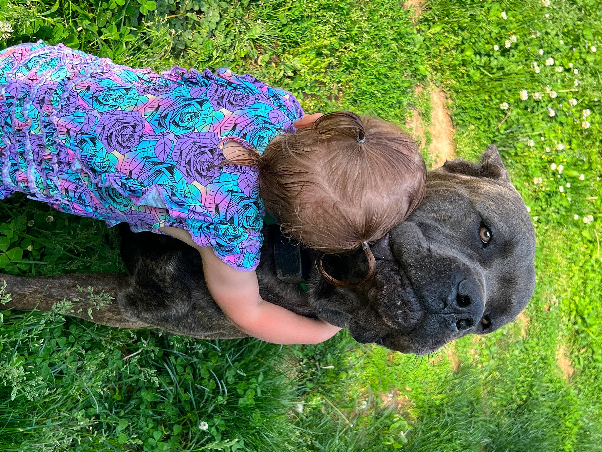 Luciana joined the competition — help win amazing prizes! carnivore, companion_dog, dog, dog_breed, fawn, fun, garden, grass, grass_family, groundcover, lawn, pattern, people_in_nature, person, plant, shrub, snout, sporting_group, t_shirt, terrestrial_animal