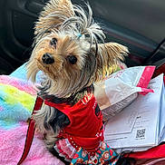 Molly joined the competition — help win amazing prizes! dog, yorkshire_terrier, pet, small_dog, dog_clothing, red_outfit, bow, car_interior, blanket, pastel_colors, cute, furry, leash, seat, window, looking_up, animal, companion, adorable, portrait