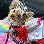 dog, yorkshire_terrier, pet, small_dog, dog_clothing, red_outfit, bow, car_interior, blanket, pastel_colors, cute, furry, leash, seat, window, looking_up, animal, companion, adorable, portrait