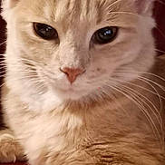 Inaya a rejoint le concours — aidez-le/la à gagner de superbes lots ! animal, beige_cat, cat, close_up, cute, domestic_cat, ears, eyes, face, feline, fur, indoor, mammal, paw, pet, portrait, relaxed, resting, soft, whiskers