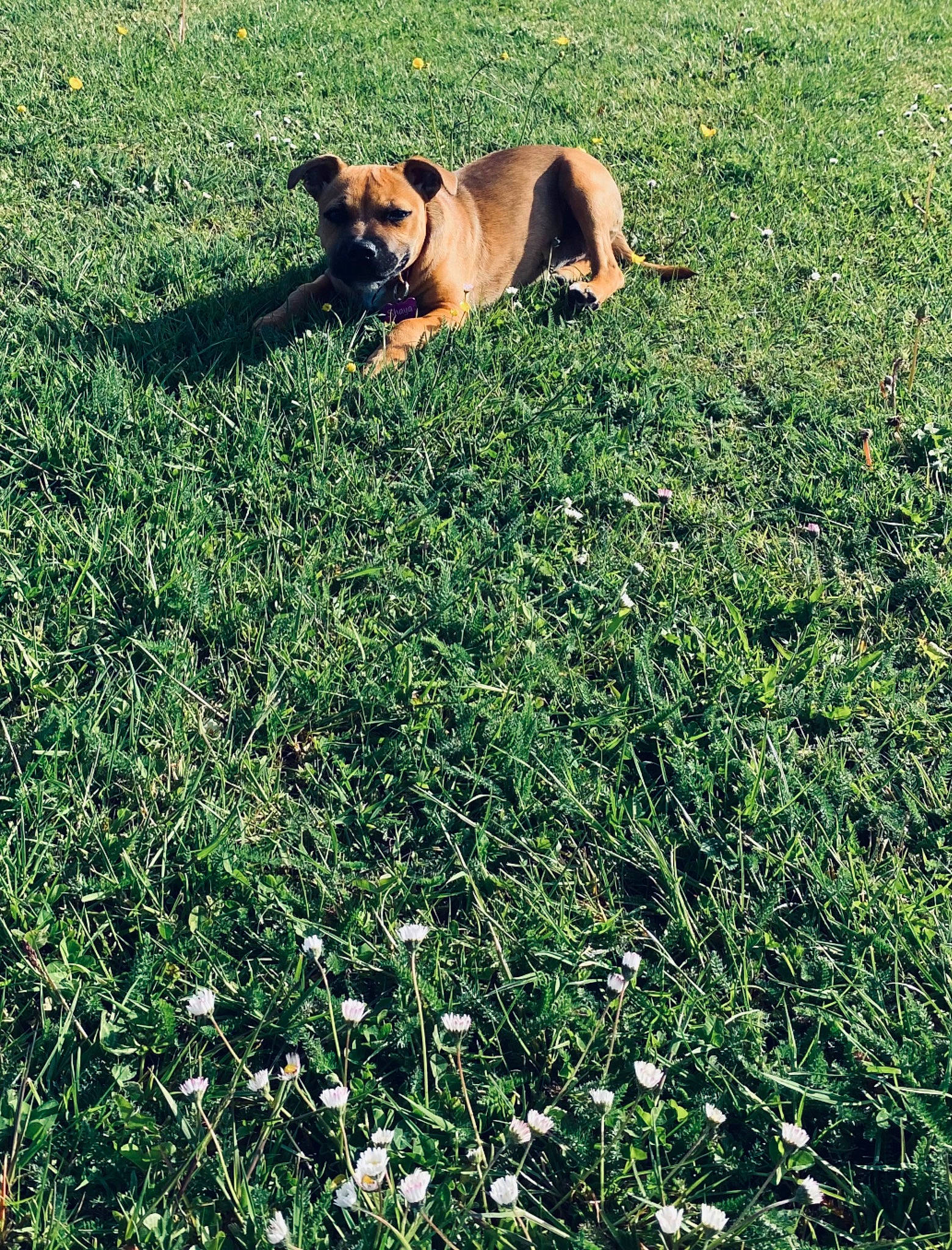 Shaya a rejoint le concours — aidez-le/la à gagner de superbes lots ! carnivore, companion_dog, dog, dog_breed, fawn, field, flower, grass, grassland, groundcover, herbaceous_plant, landscape, lawn, meadow, pasture, people_in_nature, plant, prairie, tail, terrestrial_animal