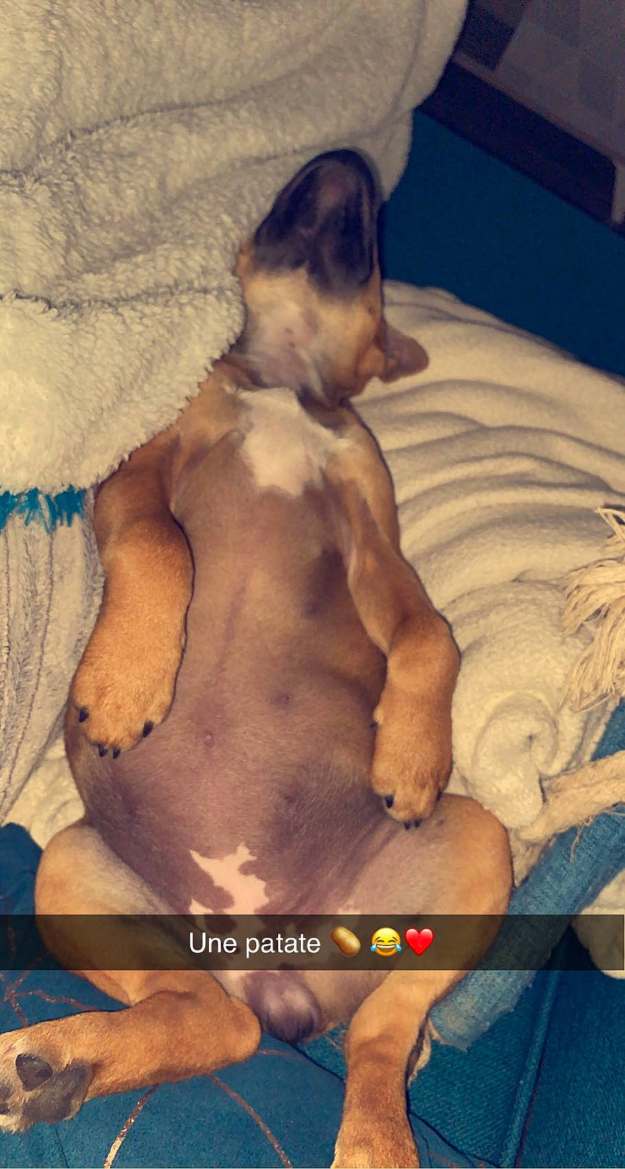 Shaya a rejoint le concours — aidez-le/la à gagner de superbes lots ! abdomen, barechested, carnivore, chest, cloud, comfort, companion_dog, dog, dog_breed, fawn, jaw, linens, muscle, navel, selfie, stomach, thigh, toy_dog, trunk, undergarment