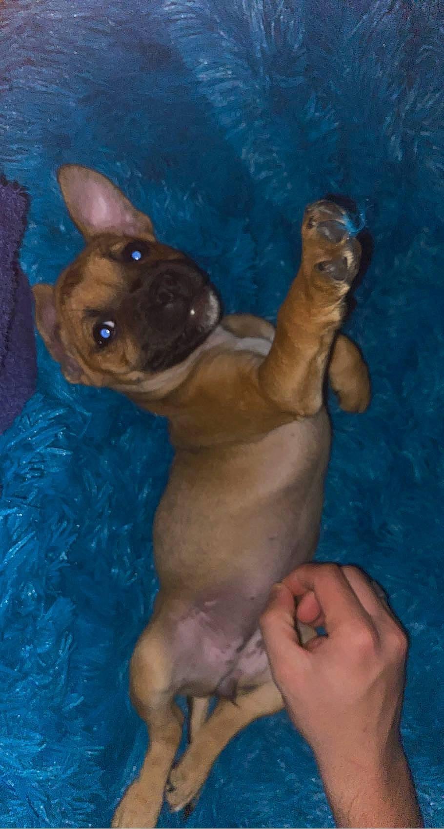 Shaya a rejoint le concours — aidez-le/la à gagner de superbes lots ! barechested, bathing, blue, carnivore, chest, companion_dog, dog, dog_breed, fawn, foot, fun, leisure, paint, painting, recreation, swimming_pool, thigh, trunk, water, working_animal