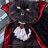 cat, black_cat, vampire_costume, cape, fangs, yellow_eyes, portrait, close_up, pet, animal, costume, red, black, lace, bow_tie, jewelry, brooch, indoor, sitting, funny