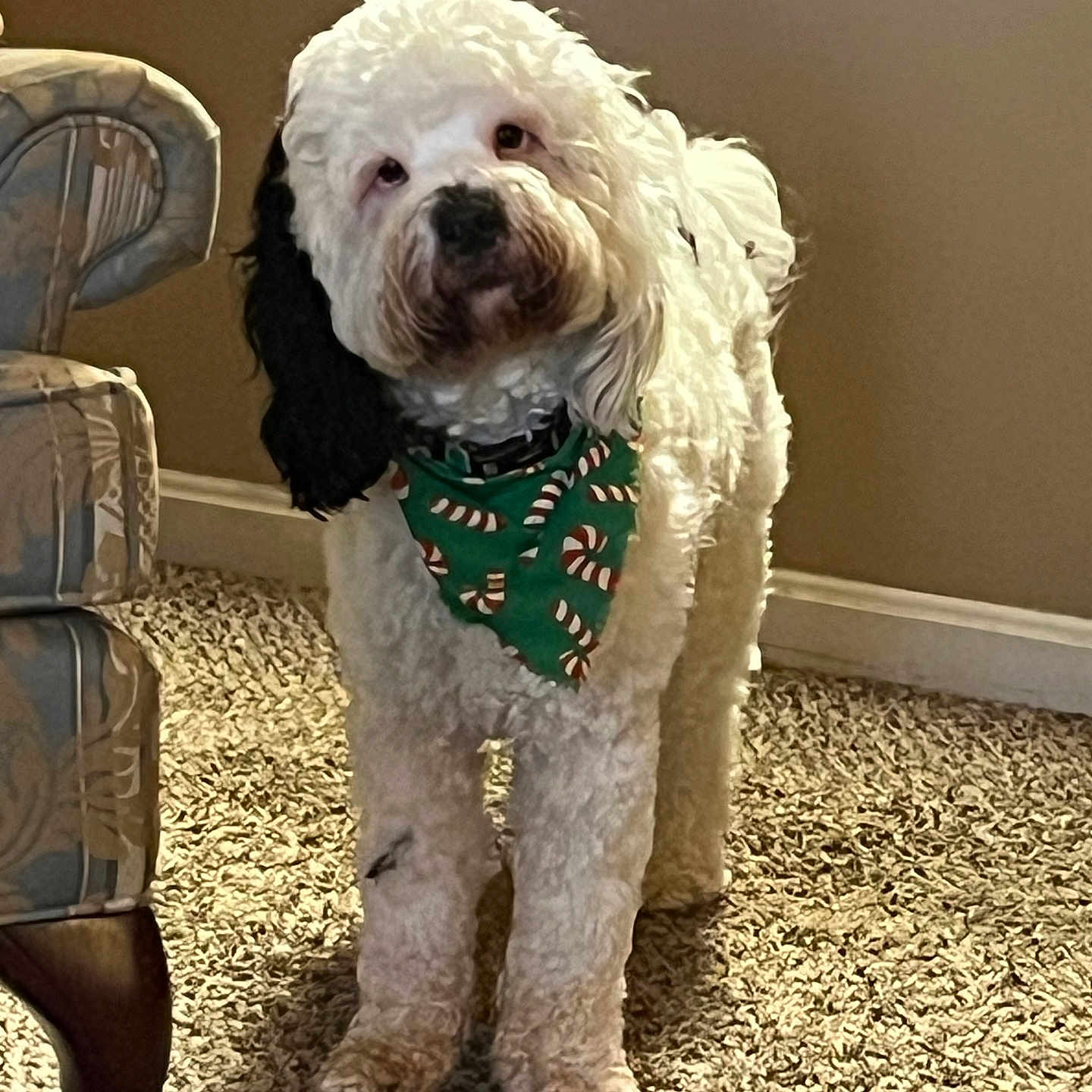 Cleveland Ohio joined the competition — help win amazing prizes! animal, bandana, black_ear, candy_cane_pattern, carpet, chair, companion, curious, cute, dog, domestic_animal, fluffy, furniture, green, household, indoor, pet, portrait, standing, white