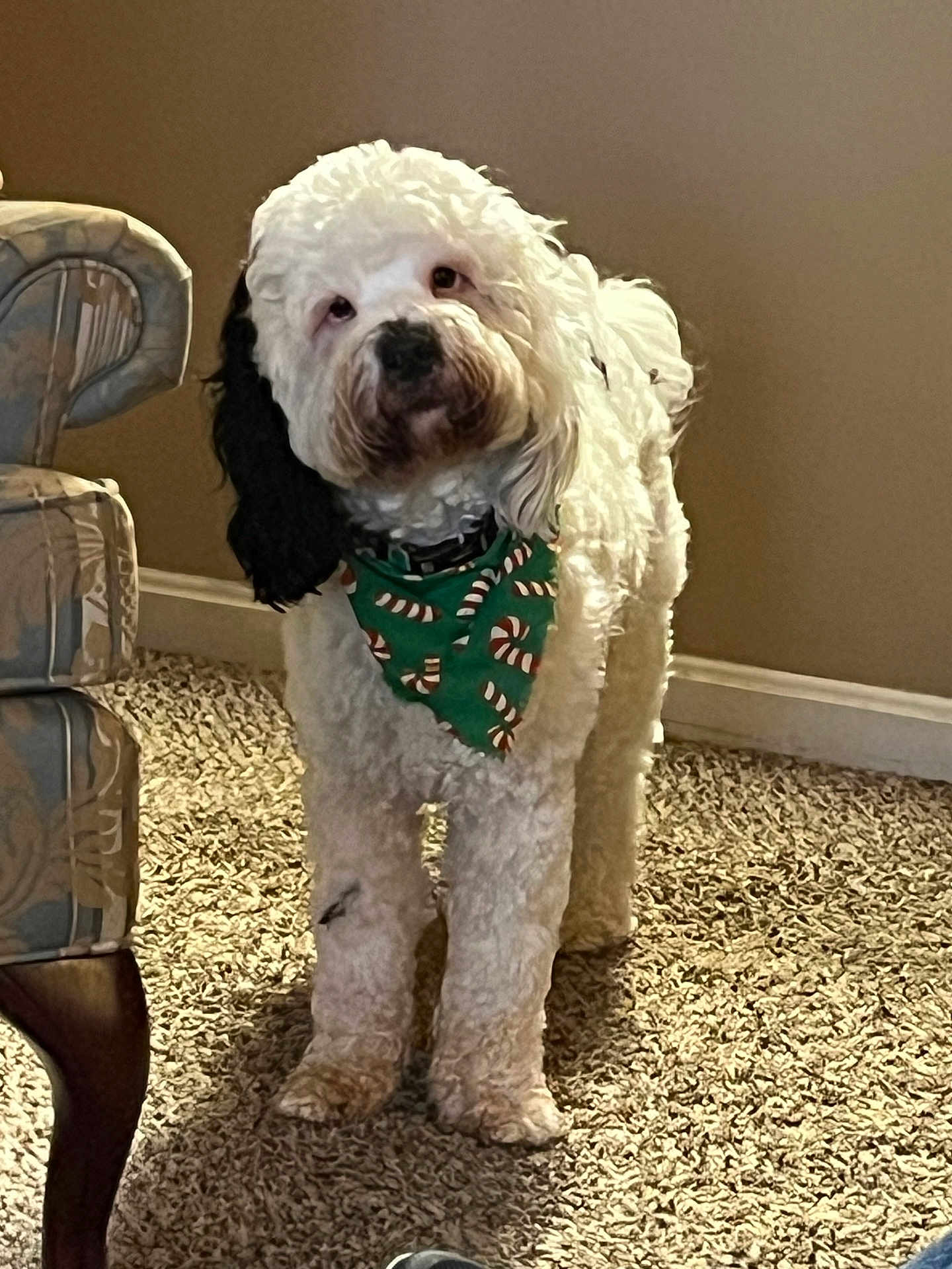 Cleveland Ohio joined the competition — help win amazing prizes! dog, white, black_ear, bandana, green, candy_cane_pattern, carpet, indoor, furniture, chair, pet, curious, standing, fluffy, cute, domestic_animal, companion, portrait, household, animal