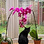 black_cat, cat, indoor, wooden_floor, orchid, flower_pot, plant, glass_door, garden, greenery, pet, animal, window, nature, fence, leaf, flora, domestic_cat, houseplant, curious