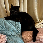 Taz joined the competition — help win amazing prizes! cat, black_cat, furniture, couch, ottoman, curtains, indoor, pet, animal, relaxing, fur, tail, eyes, domestic_animal, cozy, home, quilted_blanket, pink_pillow, resting, looking