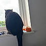 cat, black_cat, windowsill, window, rain, indoor, pet, animal, tail, fur, gazing, quiet, cozy, daylight, house, furniture, sitting, back_view, domestic, resting