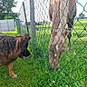 dog, horse, fence, grass, outdoor, animal, pet, field, nature, greenery, sunlight, mammal, curious, tongue, mane, pasture, daytime, farm, canine, equine
