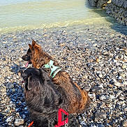 Seika participe au concours pour gagner de l'argent avec cette photo : dog, dogs, water, shore, rocks, harness, leash, outdoor, nature, sunlight, pets, two_animals, calm, scenic, waves, fur, animal_companions, daylight, beach, relaxing