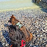 dog, dogs, water, shore, rocks, harness, leash, outdoor, nature, sunlight, pets, two_animals, calm, scenic, waves, fur, animal_companions, daylight, beach, relaxing